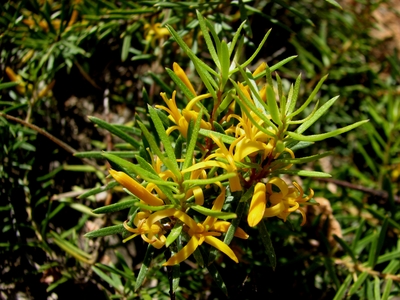 Persoonia chamaepeuce