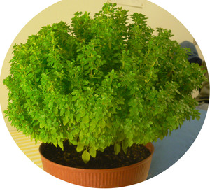 Bush Basil