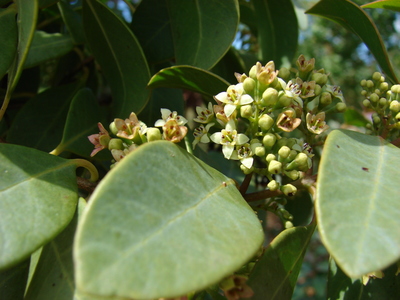 Santalum ellipticum