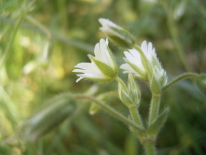 Chickweed