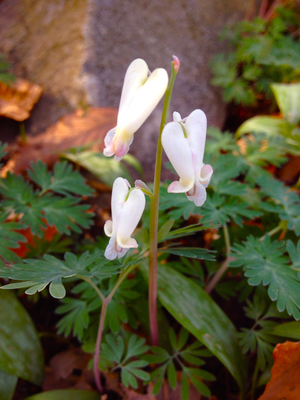 Dicentra canadensis