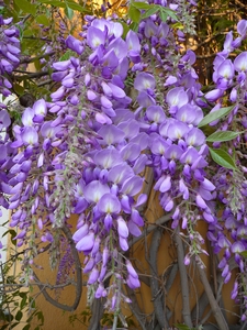 Chinese Wisteria