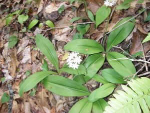 Speckled Wood Lily
