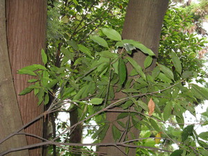 Japanese Evergreen Oak