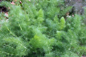 Fennel