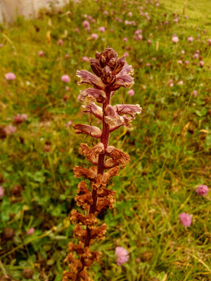 Orobanche minor