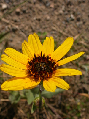 Helianthus pauciflorus