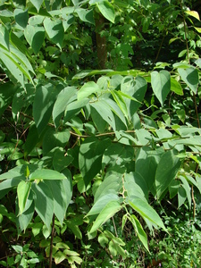 Charcoal Tree