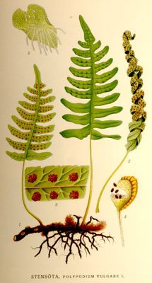 Polypodium vulgare