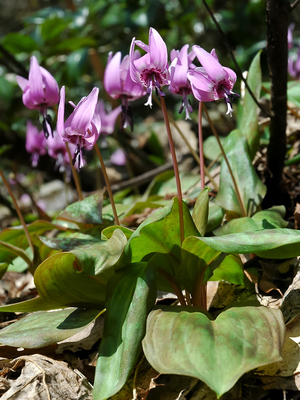 Erythronium japonicum