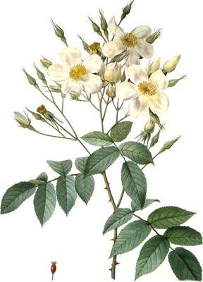 Rosa moschata