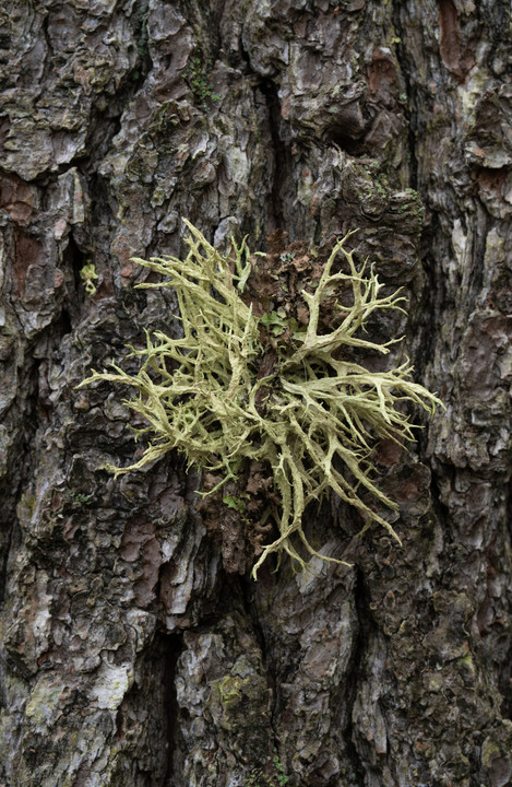 Pleasant observations from a good hike in the White Mountains, New Hampshire, USA:

+ Calligrapher fly (toxomerus)
+ Digging bees (anthophorini)
+ Jack in the pulpit (arisaema triphyllum)
+ Coral tooth fungus 
+ Rock tripe lichen
+ Yellow fairy cups
+ Wolf's milk (lycogala epidendrum)
+ Cucumber root (medeola virginiana)
+ Honey mushrooms
+ Oakmoss
+ Beard lichen
+ Shield lichen
+ Sphagnum moss
+ Waxcaps
+ Bunchberry
+ Marsh St. John's wart
+ White coral fungus
+ Scalycaps(pholiota) 
+ Three-way sedge