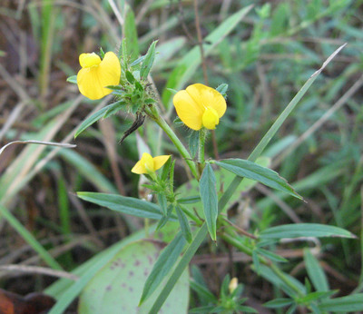 Stylosanthes biflora