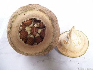 Paradise Nut Brazilian Monkey Pot