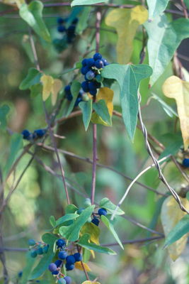 Cocculus orbiculatus