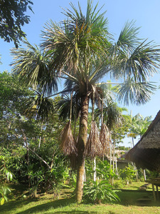 Buriti Palm