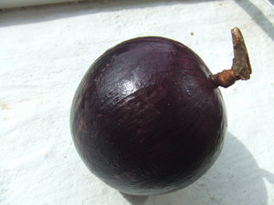 Star Apple