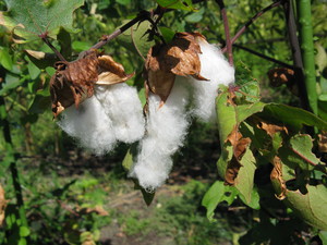 Tree Cotton