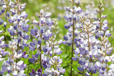 Lupinus perennis