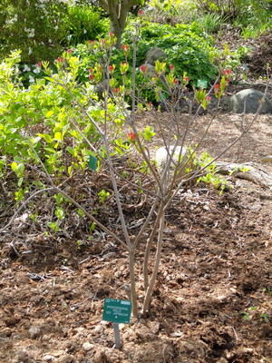 Rhododendron molle