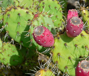 Western Prickly Pear