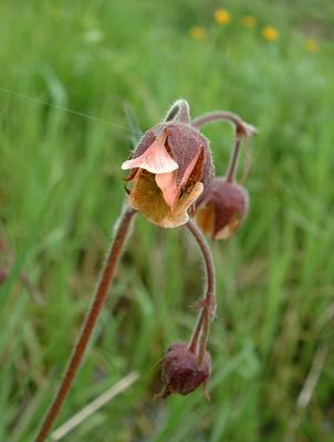 Geum rivale