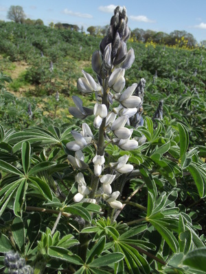 Lupinus albus