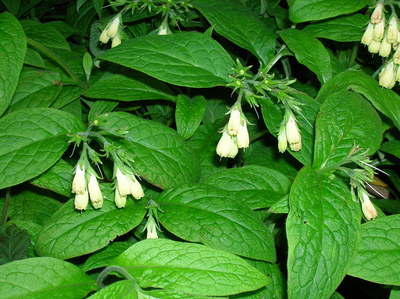 Symphytum tuberosum