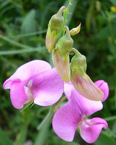 Perennial Sweet Pea