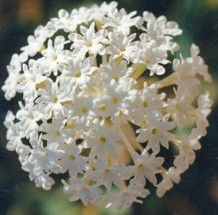 Abronia fragrans