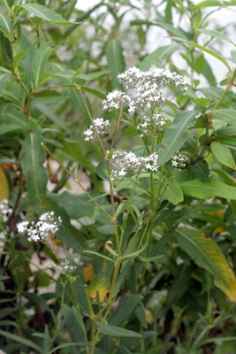 Gypsophila oldhamiana