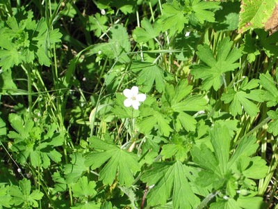 Geranium potentilloides