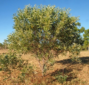 Cole's wattle