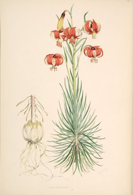 Lilium pomponium