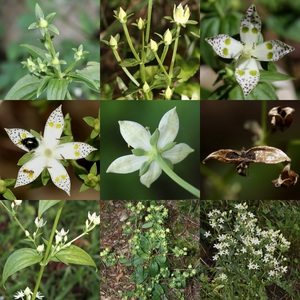 Swertia bimaculata