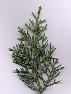 Cupressus arizonica