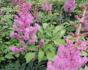 Amethyst Astilbe