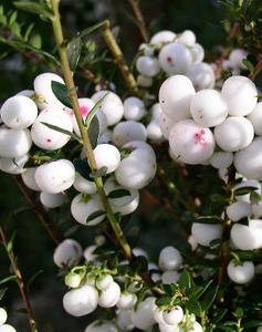 Prickly heath