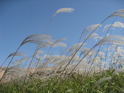 Miscanthus sacchariflorus