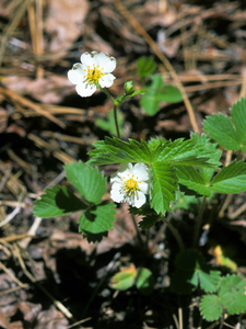 Woodland Strawberry