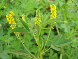 Annual Yellow Sweetclover