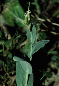 Hare's Ear Mustard