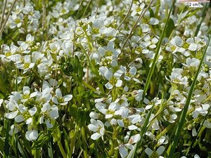 Long Leaved Scurvy Grass