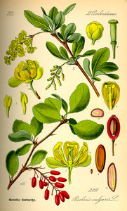 Barberry