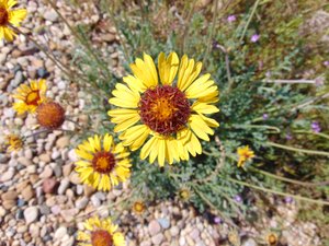 Blanket Flower