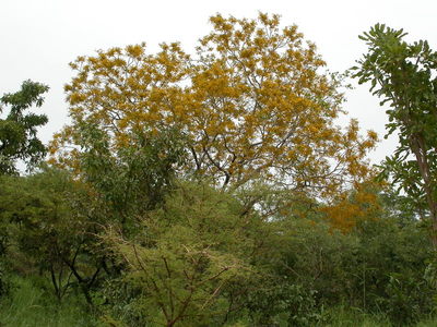 Pterocarpus erinaceus