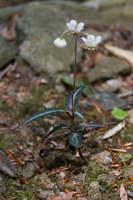 Chimaphila maculata