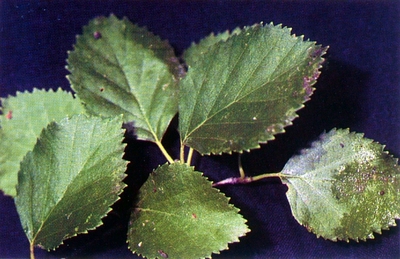 Betula occidentalis