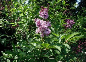 Hungarian Lilac