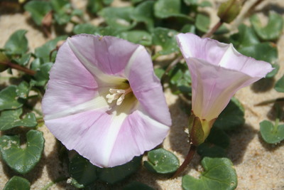 Calystegia soldanella